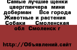 Самые лучшие щенки цвергпинчера (мини доберман) - Все города Животные и растения » Собаки   . Смоленская обл.,Смоленск г.